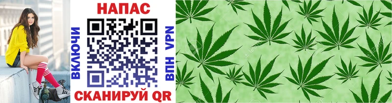 Канабис OG Kush  Оса 